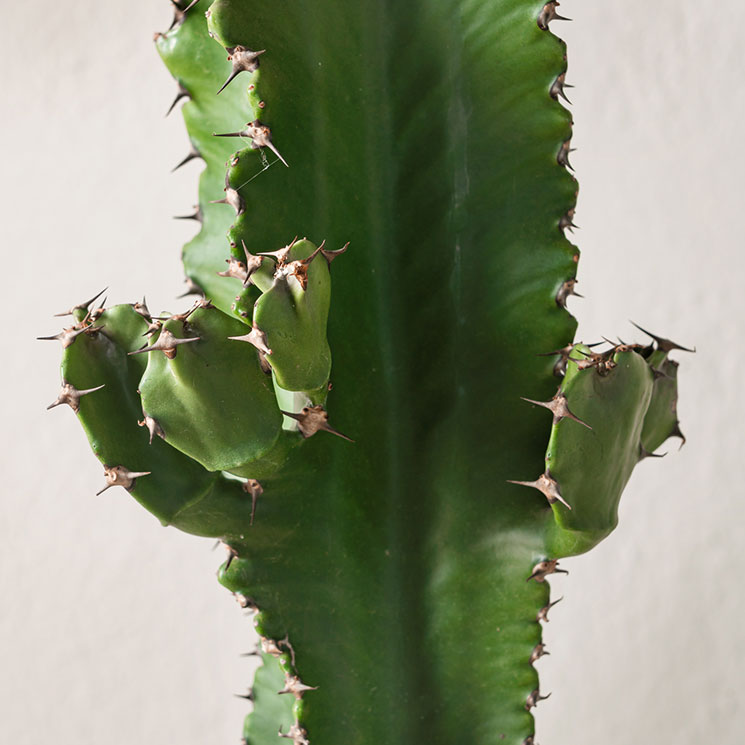 Kaktus Euphorbia erytraea
