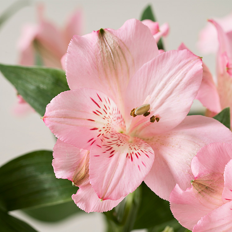 Bunt Alstroemeria, rosa