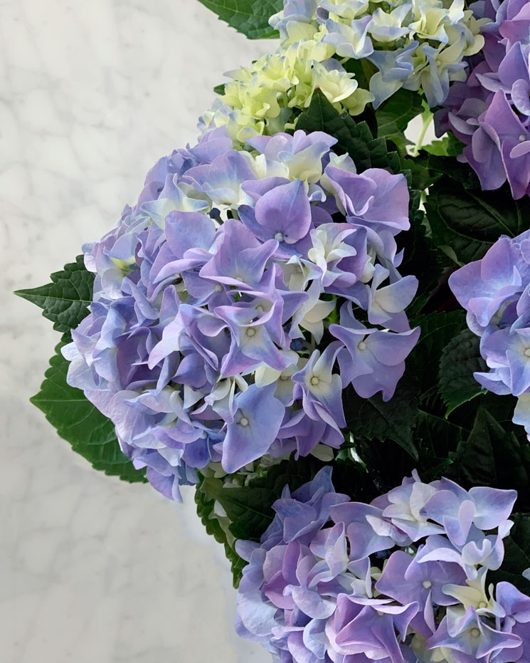 Blå hortensia i vaxat papper