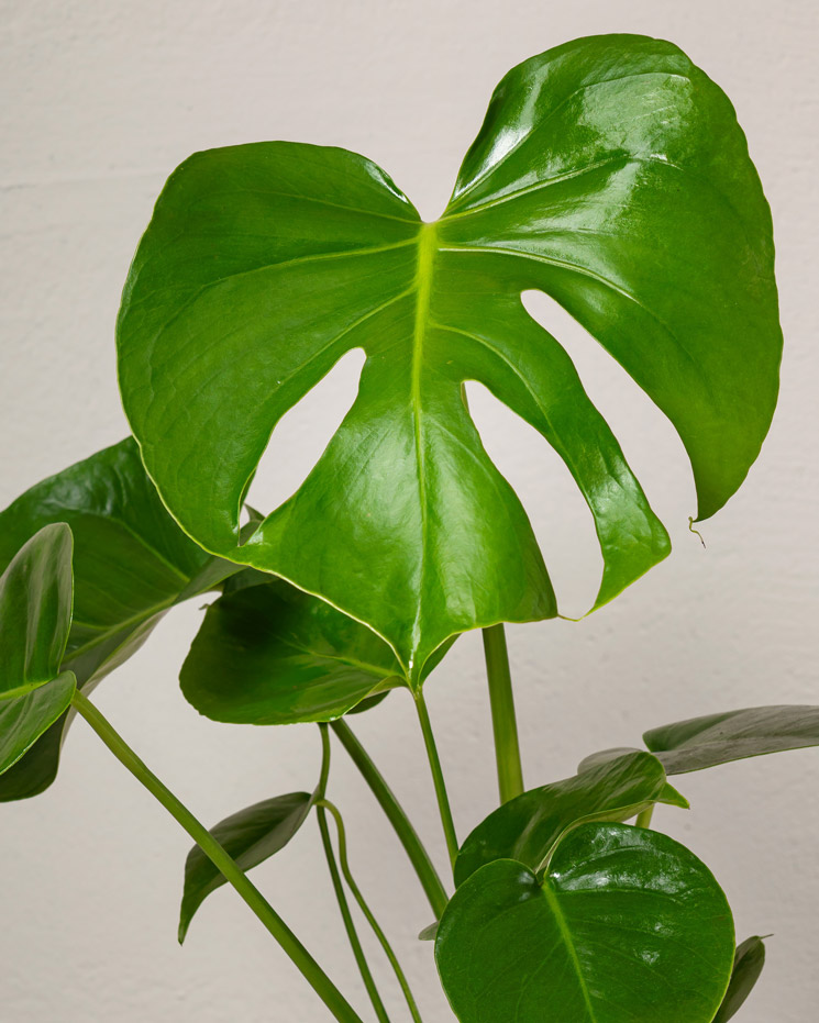 Monstera 50 cm