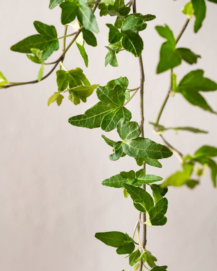 Murgröna 50-60 cm