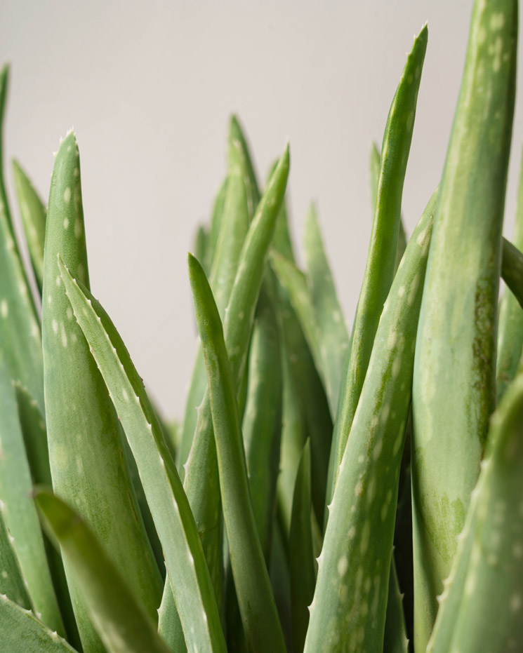 Aloe vera 40 cm