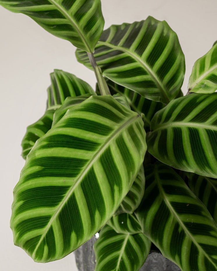 Calathea 50 cm