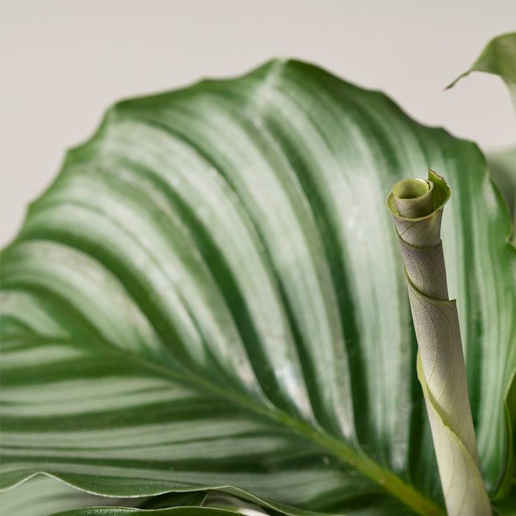 Rundcalathea