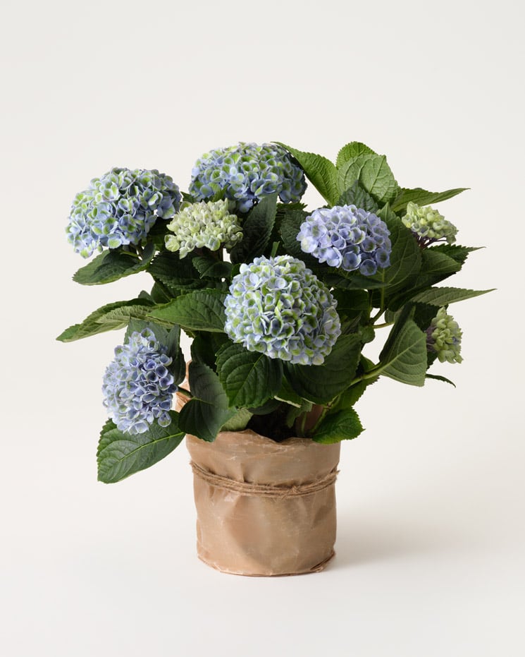 Blå hortensia i vaxat papper