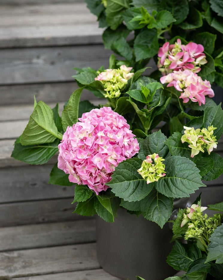 Rosa hortensia i vaxat papper