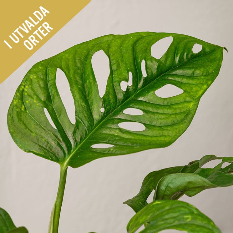 Monstera Monkey Mask