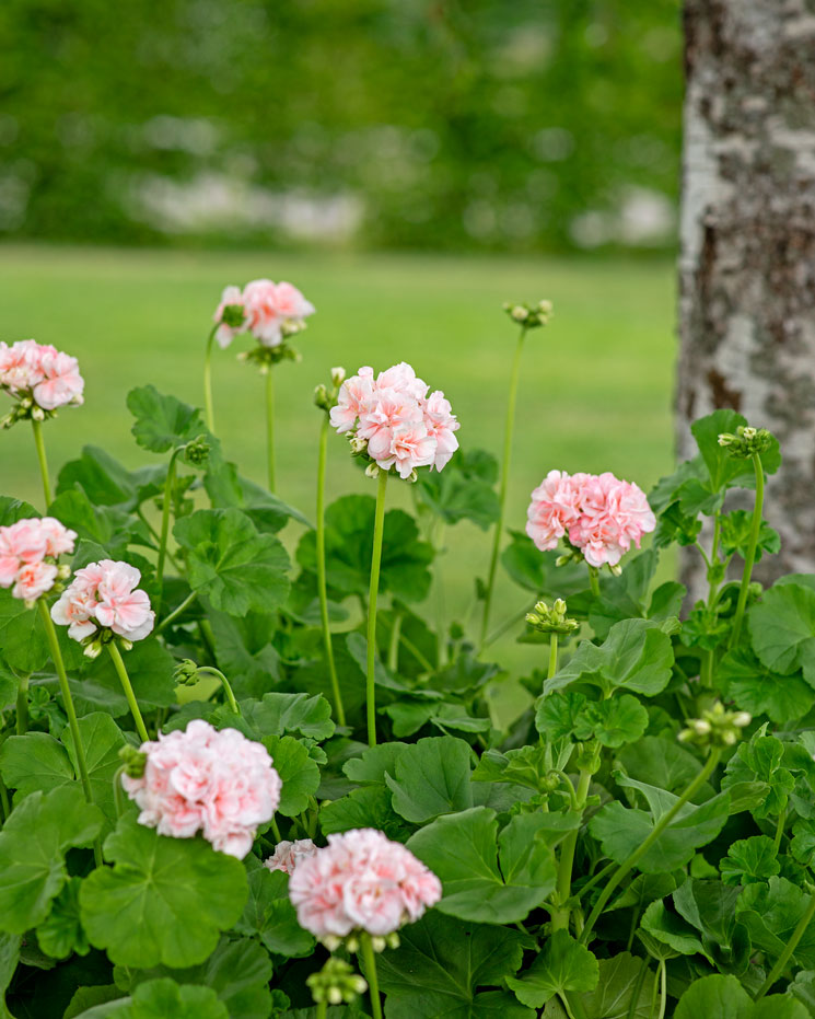 Två pelargoner