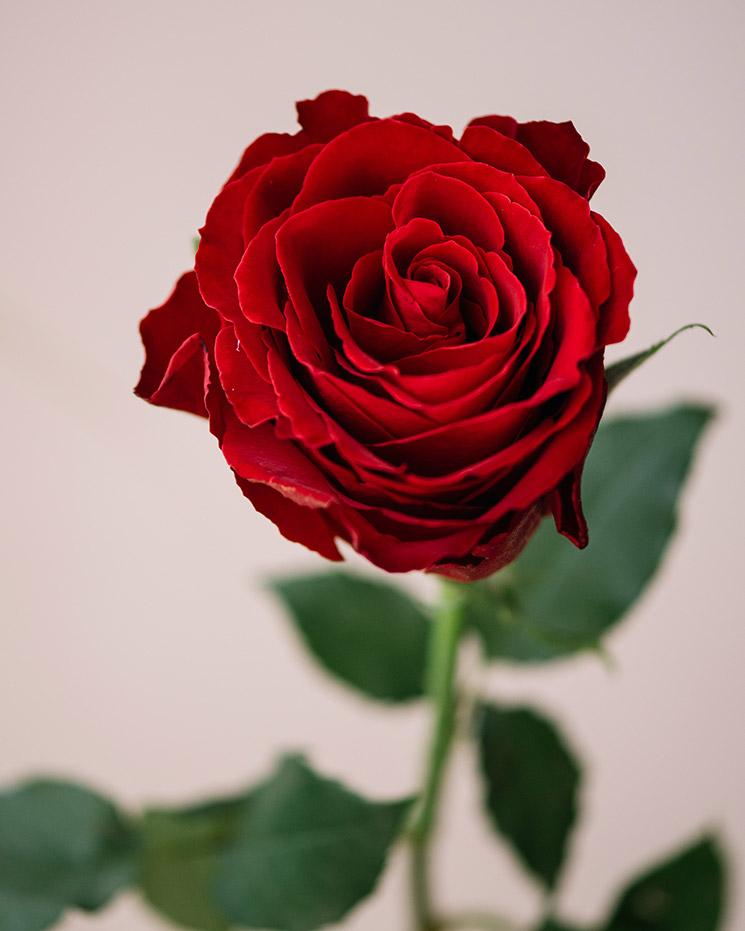 7 röda rosor