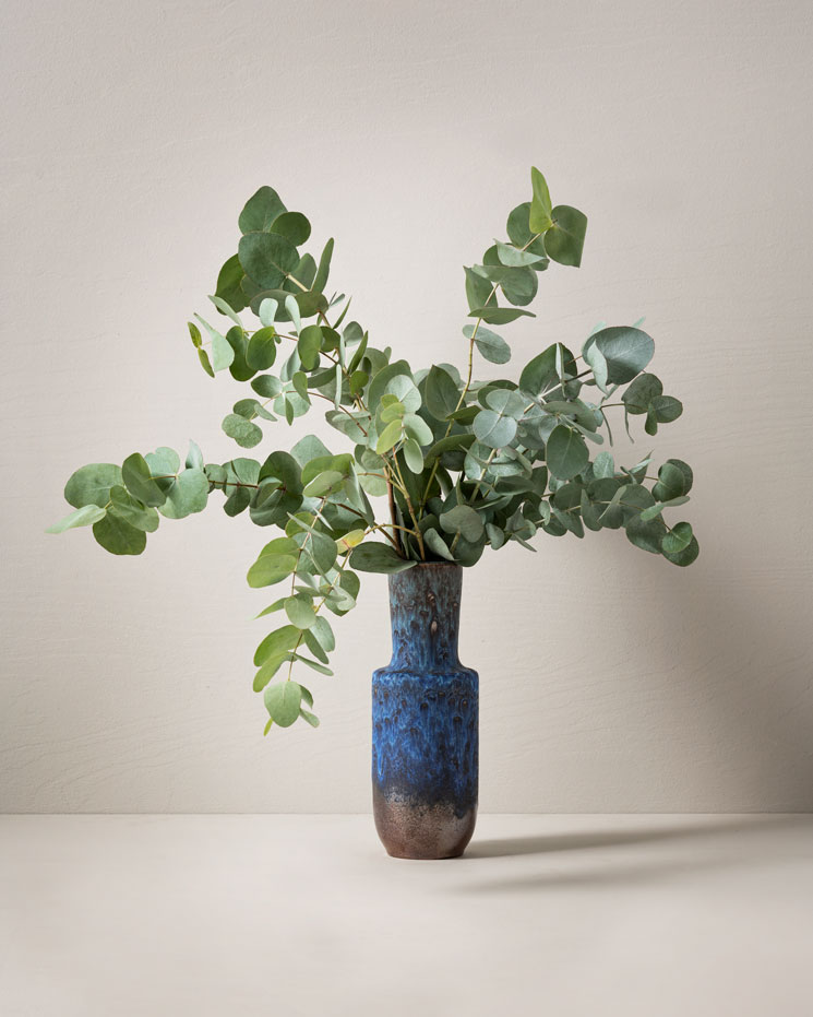 Eukalyptus
