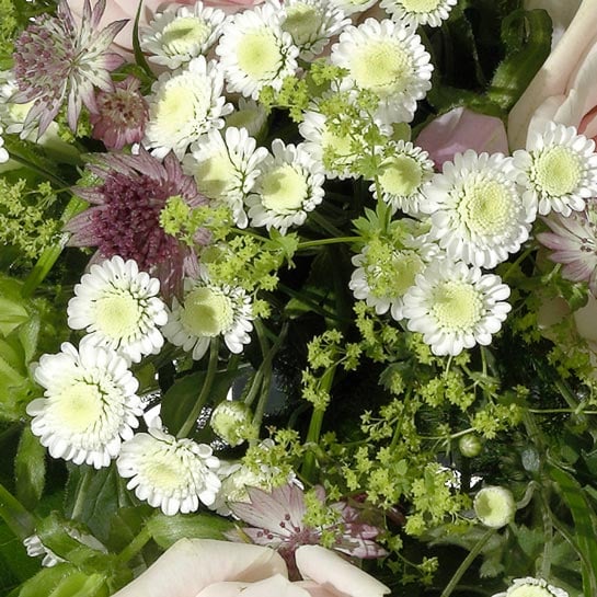 Krysantemum
