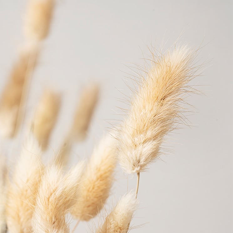 Lagurus